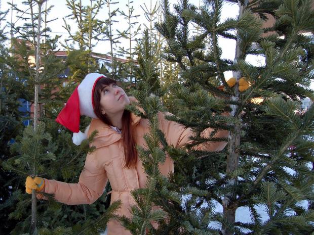 Советы по выбору новогодней елки: на что обратить внимание чтобы не попасть впросак