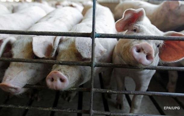 В двух областях зафиксировали новые вспышки чумы свиней