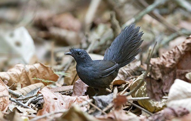 В Бразилии обнаружили редчайшую вымирающую птицу