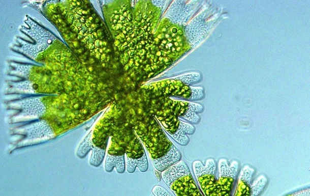 Под микроскопом: ролики биолога стали хитом Сети