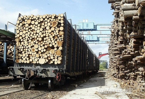 В Украине ужесточили кара за контрабанду леса